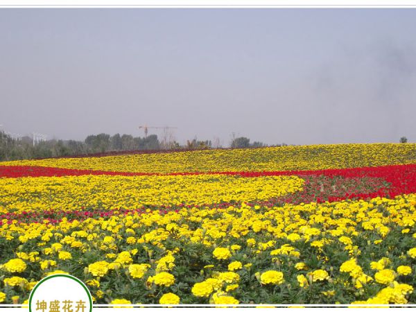 四季花海
