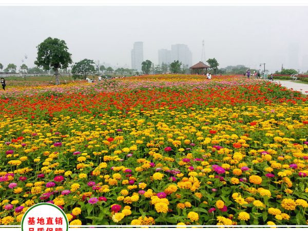 撒播野花组合花海