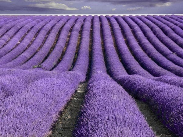 薰衣草花海