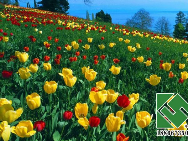 郁金香花海