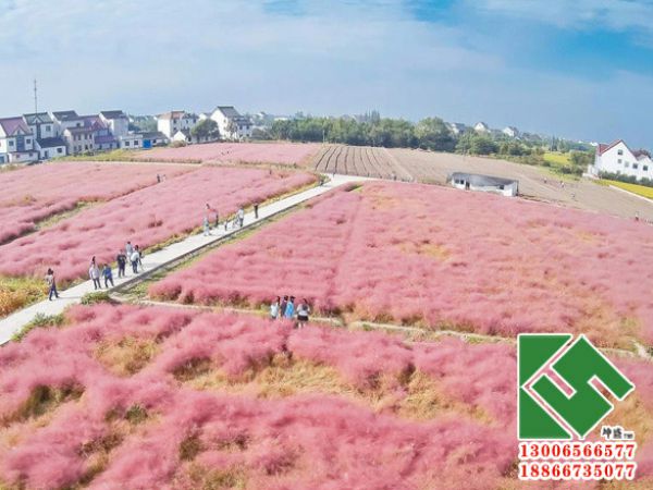 粉黛乱子草花海