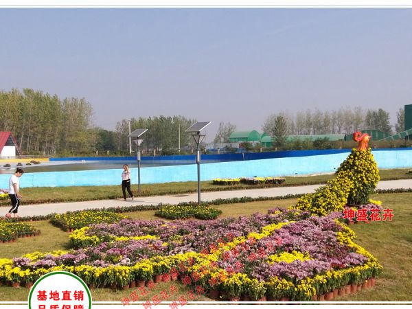 菊花造型-拖尾凤凰