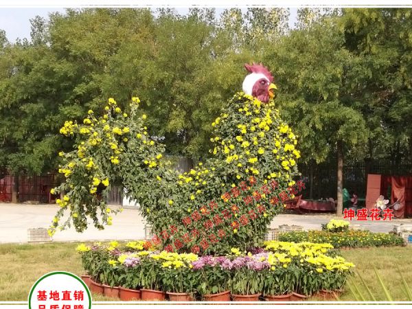 菊花造型-金鸡报晓