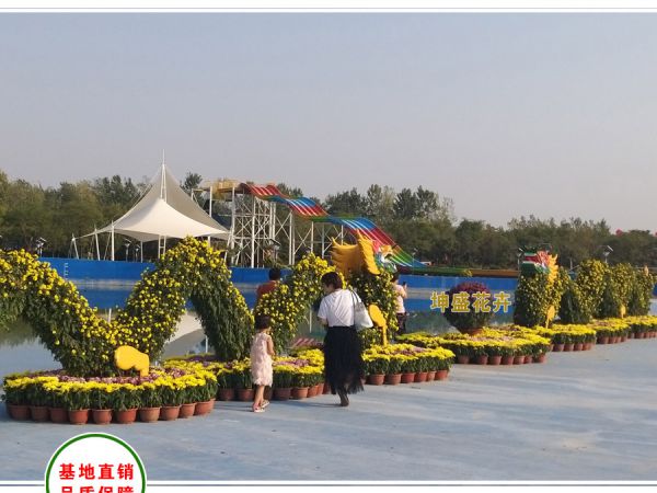 菊花造型-二龙戏珠