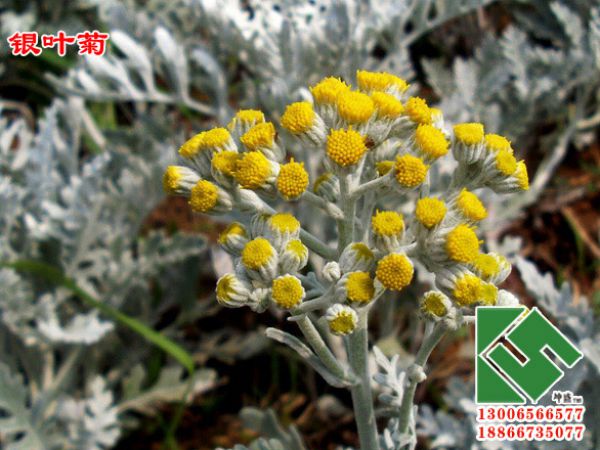银叶菊