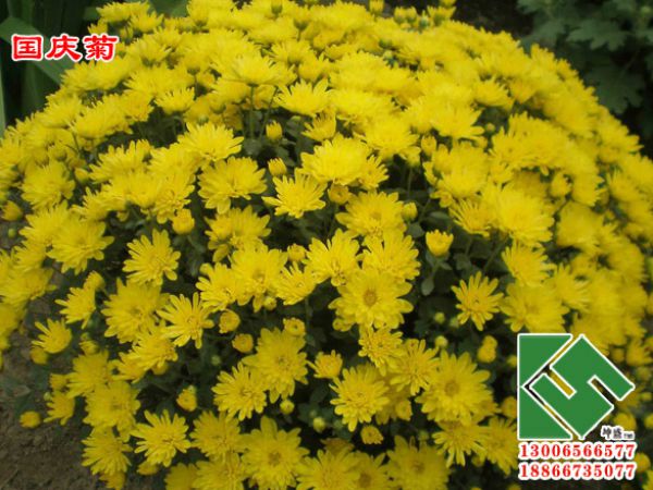 国庆菊