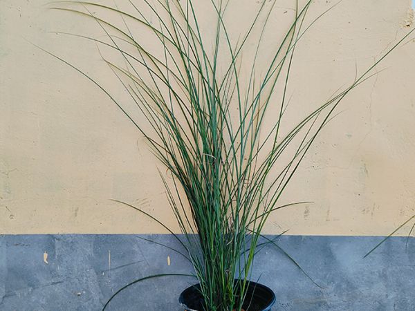 细叶芒