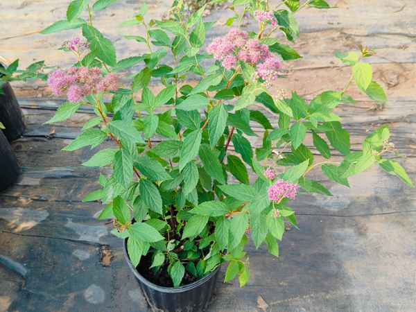 粉花绣线菊