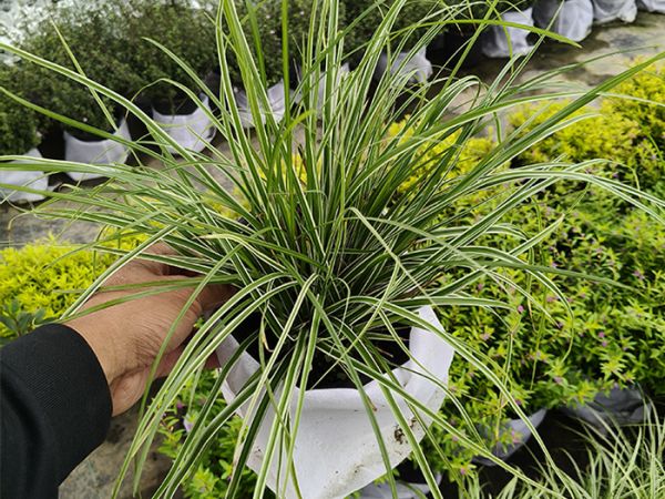 银边苔草
