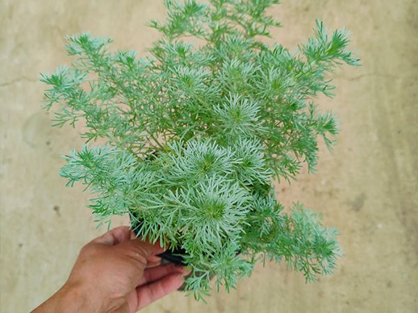 银香菊