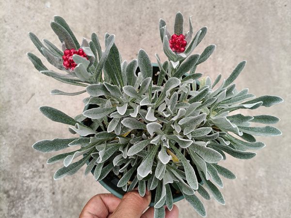 银叶蜡菊