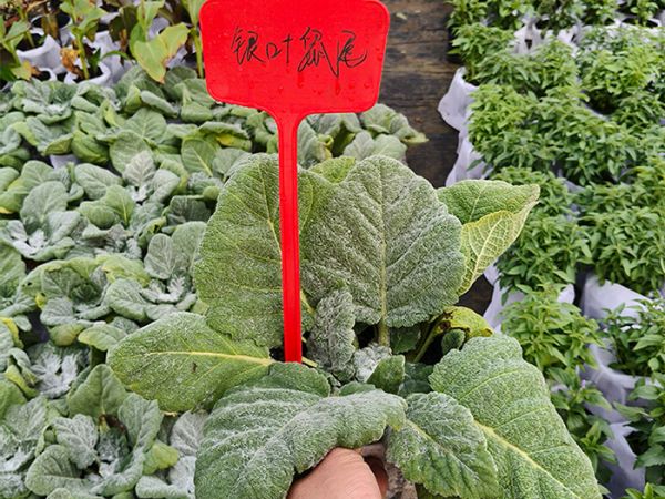 银叶鼠尾