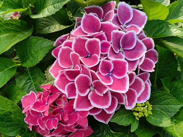 八仙花