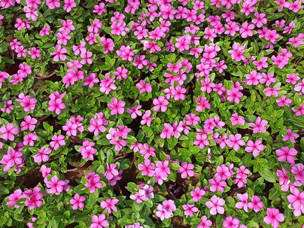 木本长春花