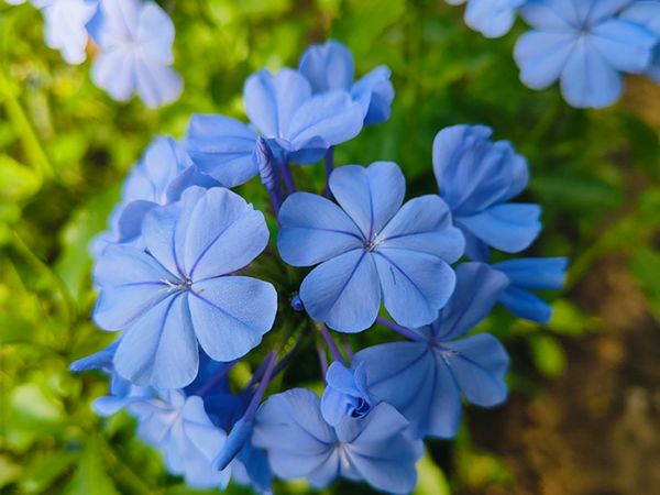 蓝雪花