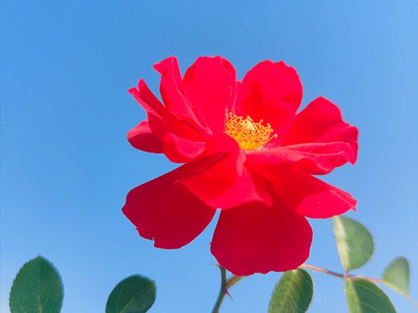地被月季