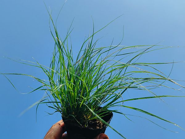 野牛草