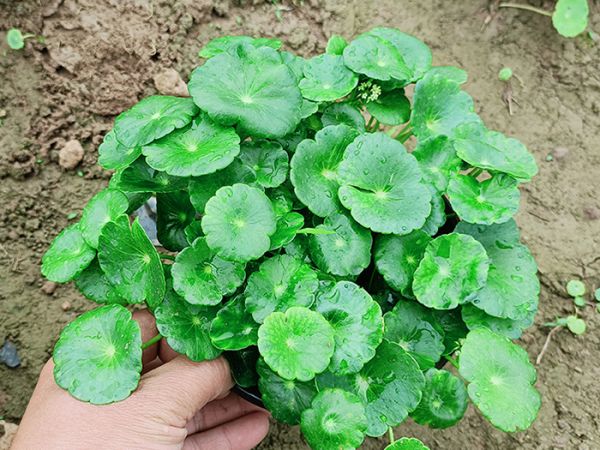 铜钱草
