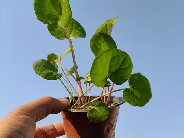 吴风草
