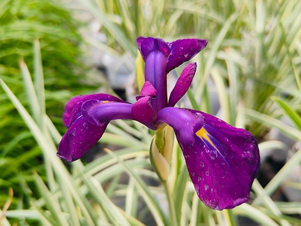 花叶玉蝉
