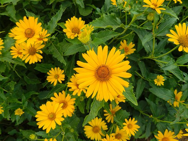 赛菊芋