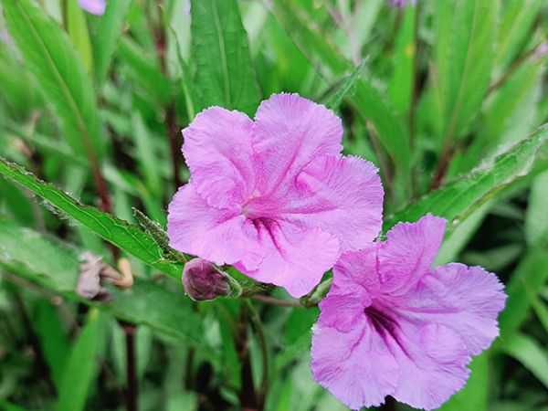 翠芦莉