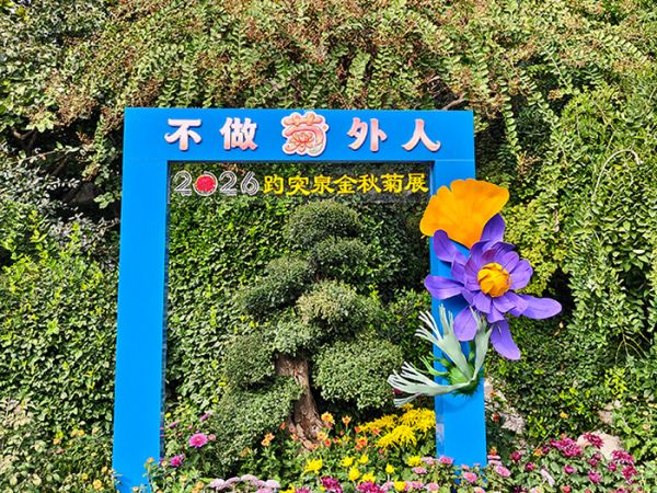 2026济南趵突泉菊花展项目